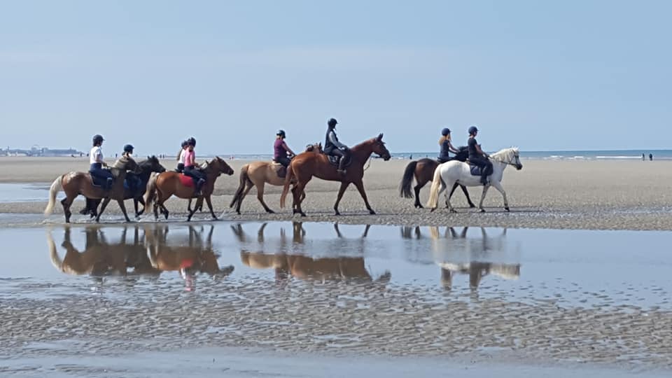 Nos supers poneys à la découverte de la plage !